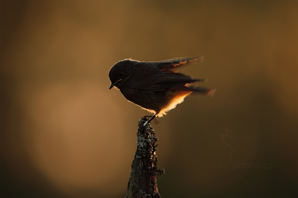 Rehek domácí (Phoenicurus ochruros)