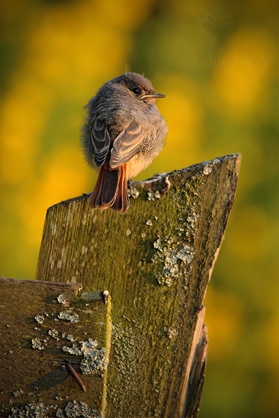 Rehek domácí (Phoenicurus ochruros)