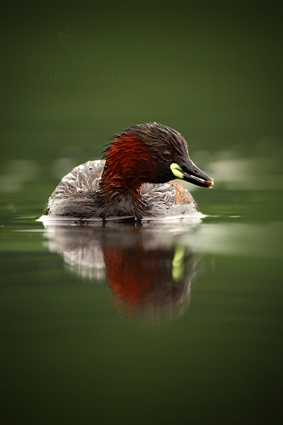Potápka malá (Tachybaptus ruficollis)