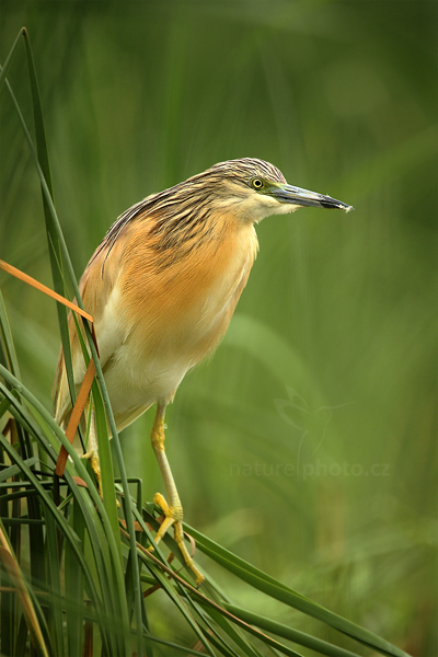 Volavka vlasatá (Ardeola ralloides)