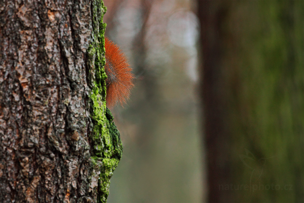 Veverka obecná (Sciurus vulgaris)