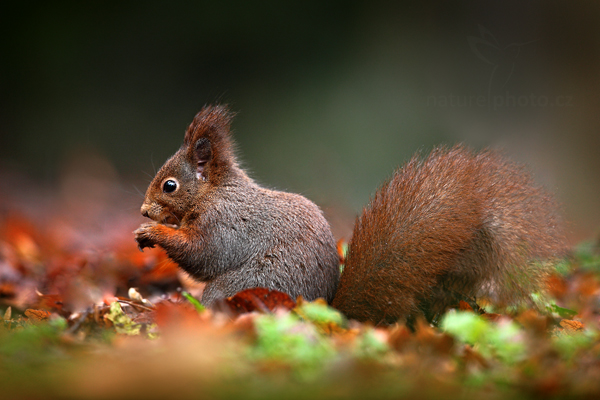 Veverka obecná (Sciurus vulgaris)