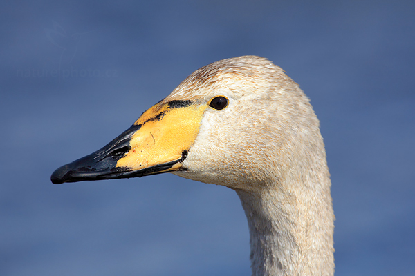 Labuť zpěvná (Cygnus cygnus)