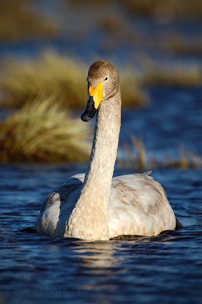 Labuť zpěvná (Cygnus cygnus)