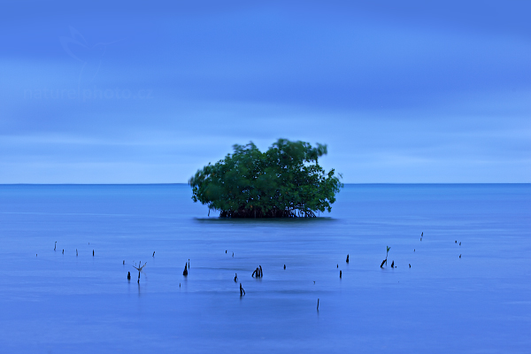 Časně ranní pohled na mangrove