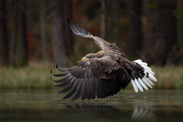 Orel mořský (Haliaeetus albicilla)
