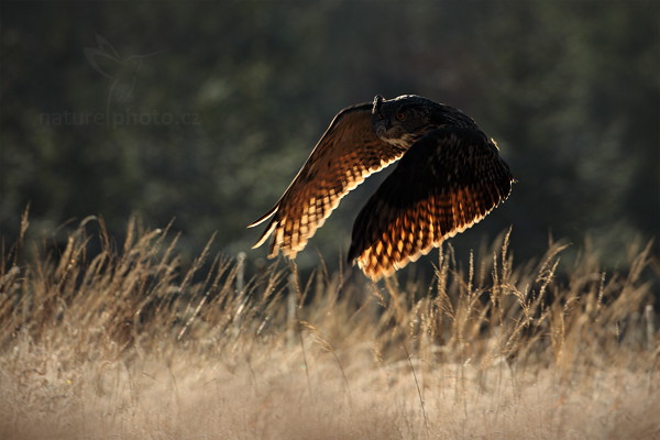 Výr velký (Bubo bubo)