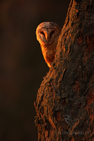 Sova pálená (Tyto alba)