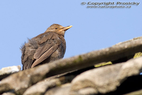 Kos černý (Turdus merula)