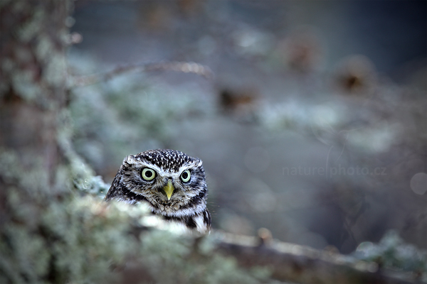 Sýček obecný (Athene noctua)