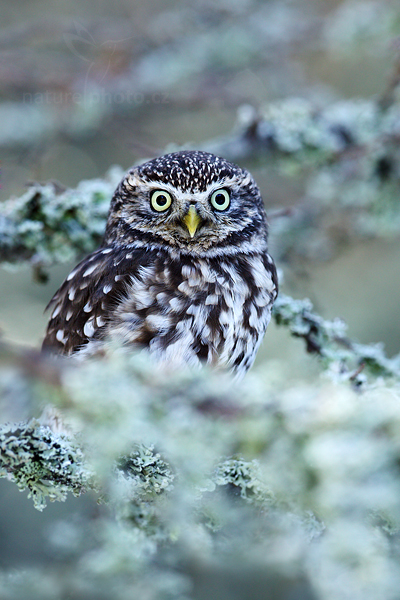 Sýček obecný (Athene noctua)
