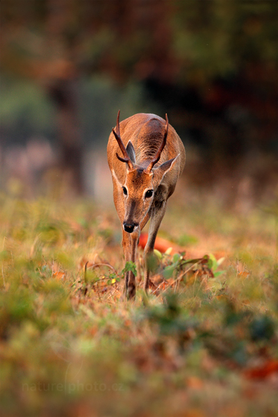 Jelenec pampový (Ozotoceros bezoarticus)