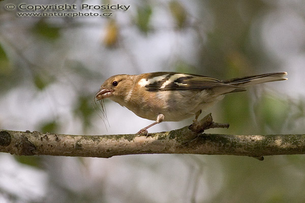 Pěnkava obecná (Fringilla coelebs), samice
