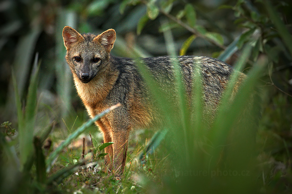 Pes Maikong (Cerdocyon thous)