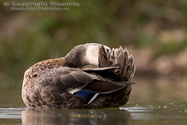 Kachna divoká (Anas platyrhynchos)