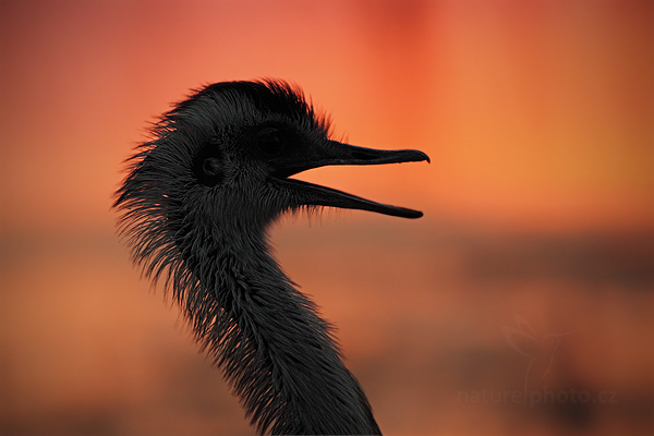 Nandu pampový (Rhea americana)