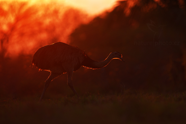 Nandu pampový (Rhea americana)