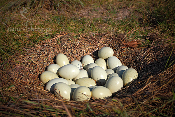 Nandu pampový (Rhea americana)