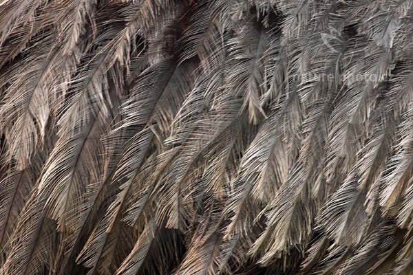 Nandu pampový (Rhea americana)