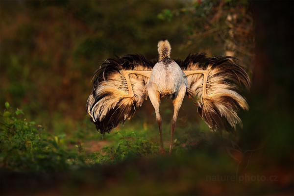 Nandu pampový (Rhea americana)