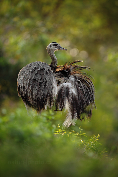 Nandu pampový (Rhea americana)