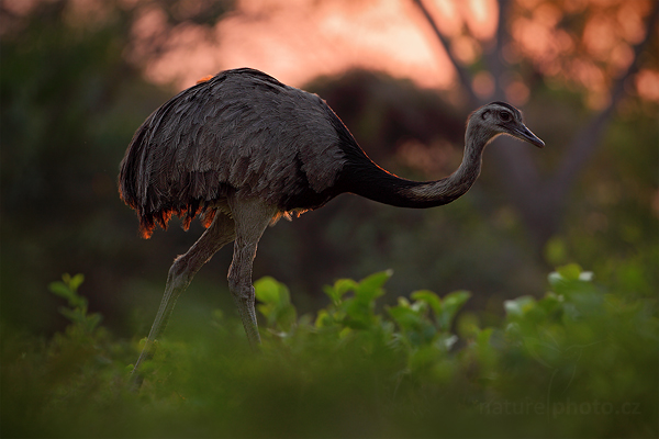 Nandu pampový (Rhea americana)