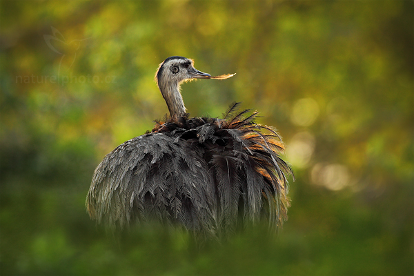 Nandu pampový (Rhea americana)