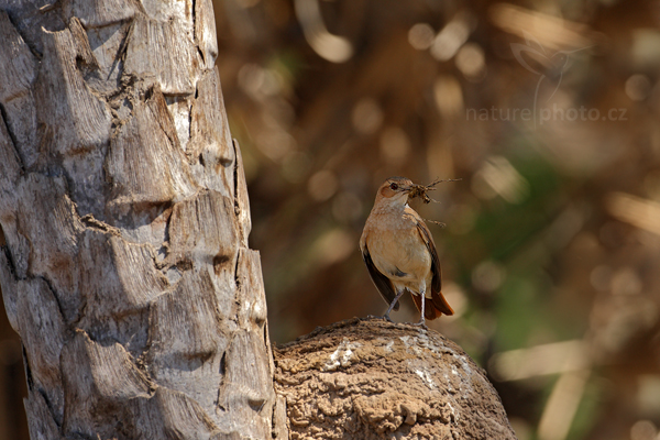 Hrnčiřík prostý (Furnarius rufus)