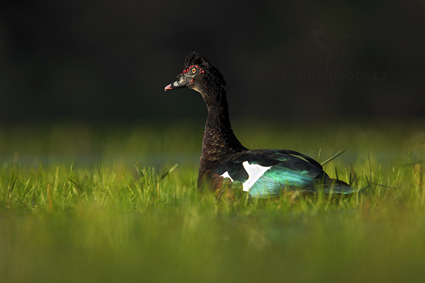 Pižmovka velká (Cairina moschata)