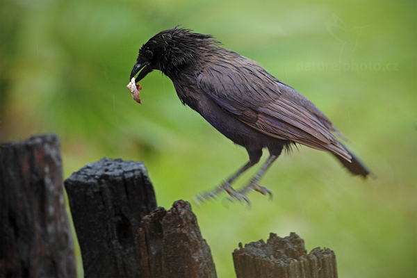 Sojka lesní (Cyanocorax cyanomelas)