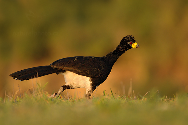 Hoko žlutozobý (Crax fasciolata)