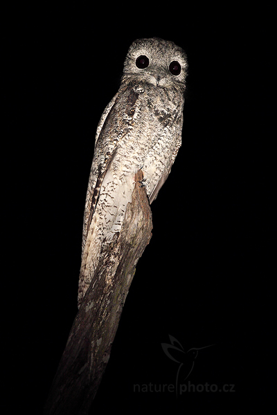 Potu obecný (Nyctibius griseus)