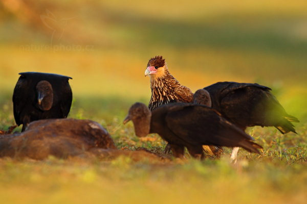 Karančo jižní (Caracara plancus)