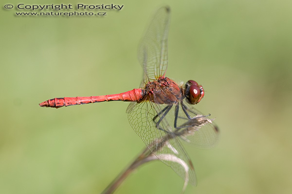 Vážka obecná (Sympetrum vulgatum)