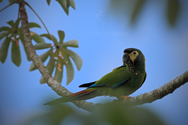 Ara žlutokrký (Primolius auricollis) Yellow-collared Macaw