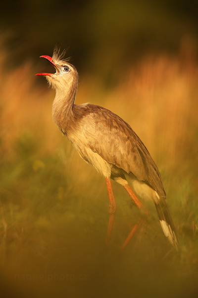 Seriema rudozobá (Cariama cristata) 