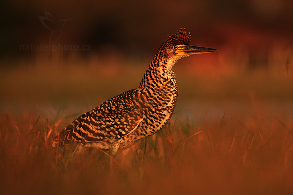 Bukač červenavý (Tigrisoma lineatum) Rufescent Tiger-Heron