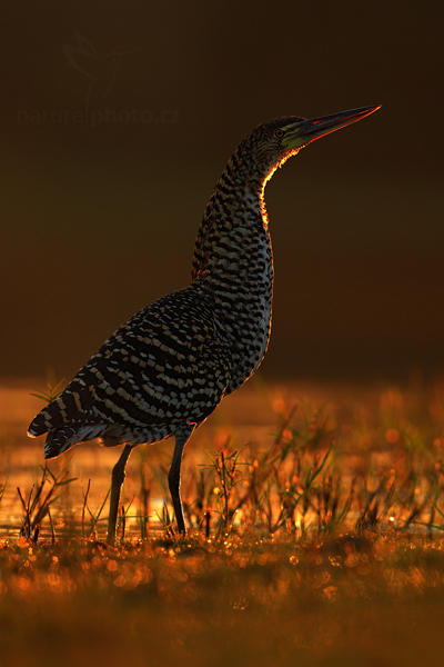 Bukač červenavý (Tigrisoma lineatum) Rufescent Tiger-Heron