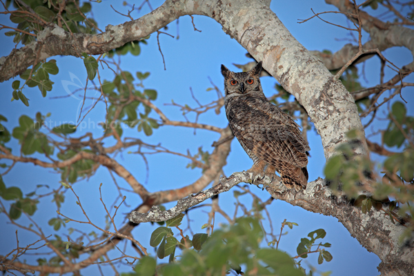 Výr virginský (Bubo virginianus)