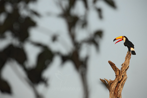 Tukan obrovský (Ramphastos toco)