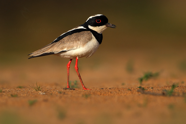 Čejka kulíkovitá (Vanellus cayanus)