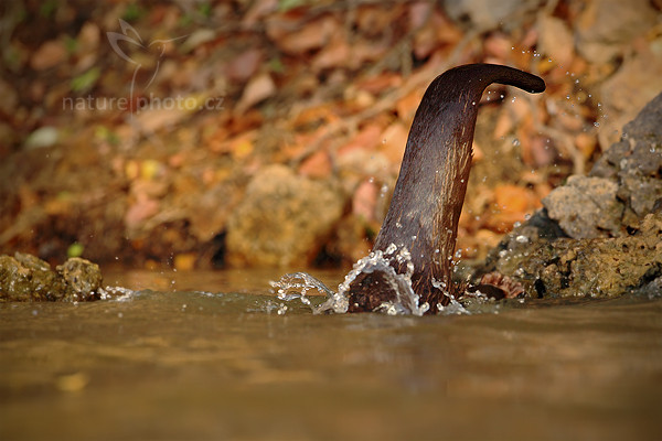 Vydra jihoamerická (Lontra longicaudis)