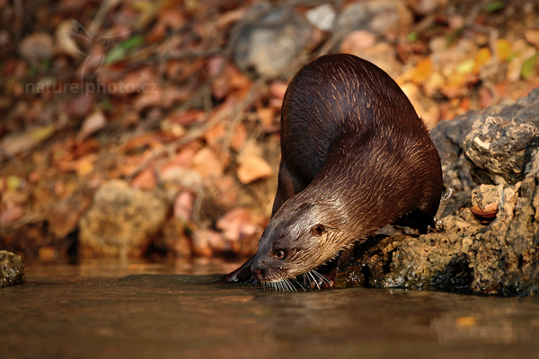 Vydra jihoamerická (Lontra longicaudis)