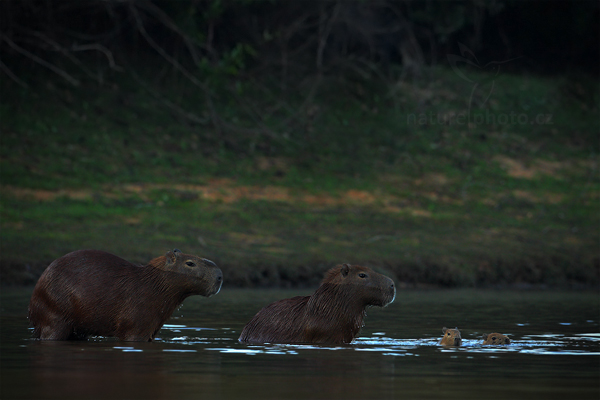 Kapybara mokřadní (Hydrochoerus hydrochaeris)