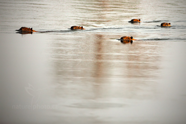 Kapybara mokřadní (Hydrochoerus hydrochaeris)