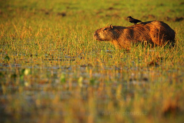 Kapybara mokřadní (Hydrochoerus hydrochaeris)