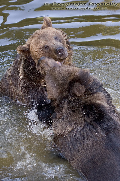 Medvěd hnědý (Ursus arctos)
