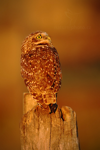 Sýček králičí (Athene cunicularia)
