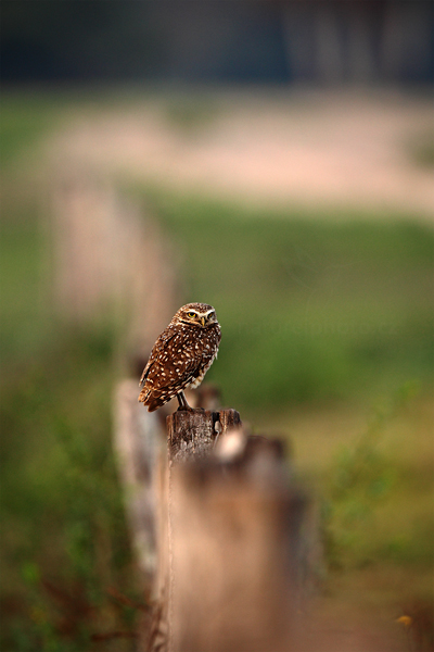 Sýček králičí (Athene cunicularia)