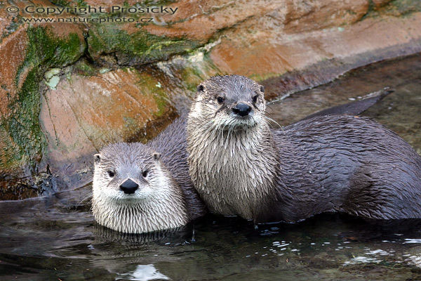Vydra severoamerická (Lutra canadensis)